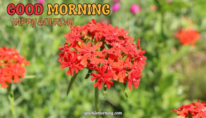 good morning happy saturday images