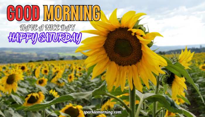 good morning happy saturday images