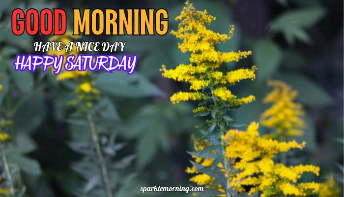 good morning happy saturday images