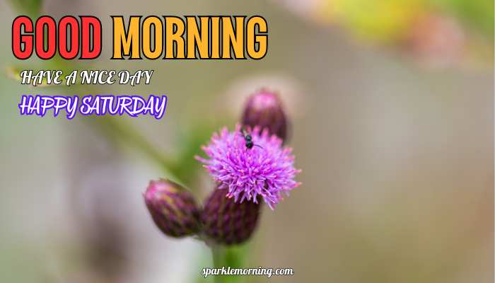 good morning happy saturday images