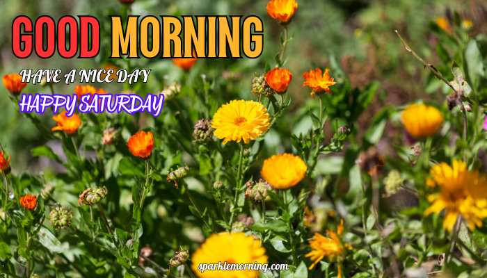 good morning happy saturday images