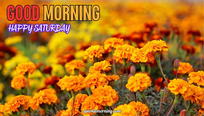 good morning happy saturday images