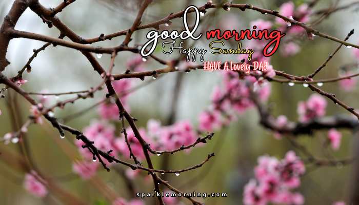 good morning happy sunday images