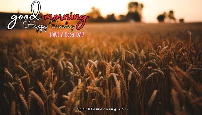 good morning happy sunday images
