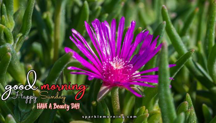 good morning happy sunday images