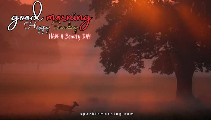 good morning happy sunday images