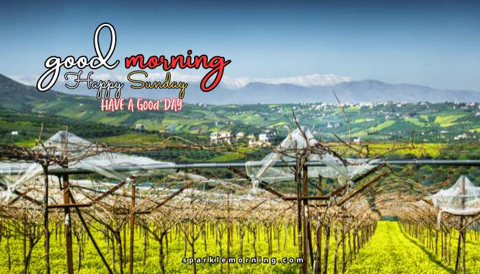 good morning happy sunday images