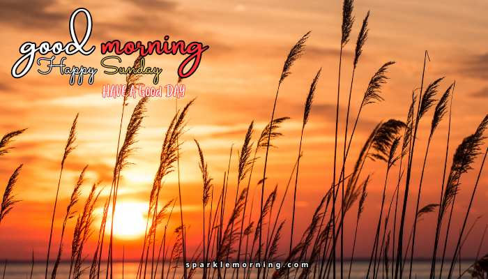 good morning happy sunday images