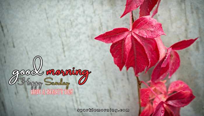 good morning happy sunday images