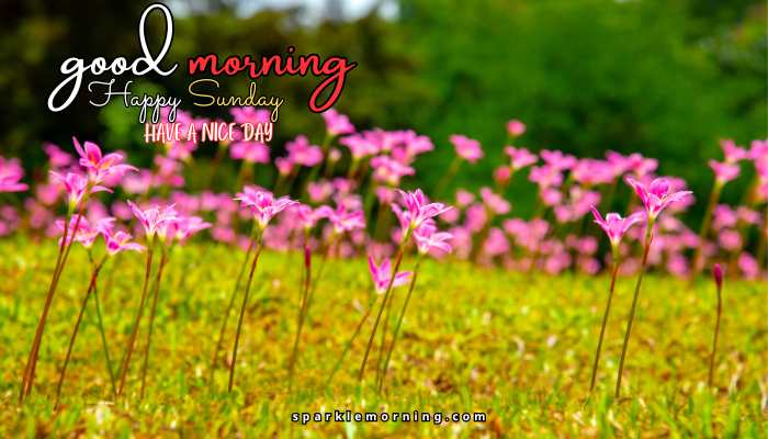 good morning happy sunday images