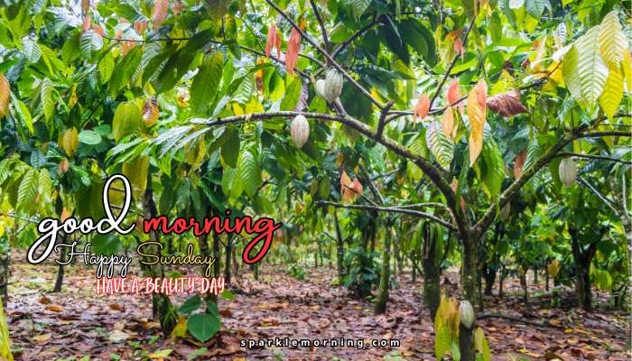 good morning happy sunday images