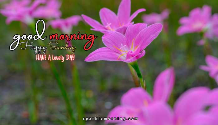 good morning happy sunday images