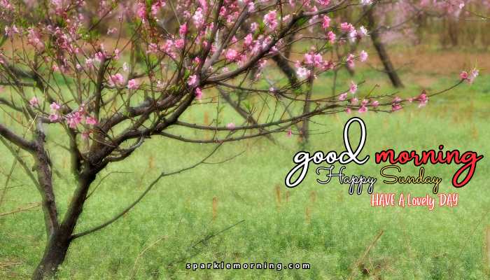 good morning happy sunday images