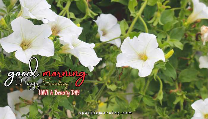 good morning happy sunday images