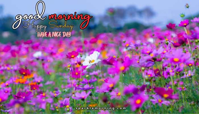 good morning happy sunday images