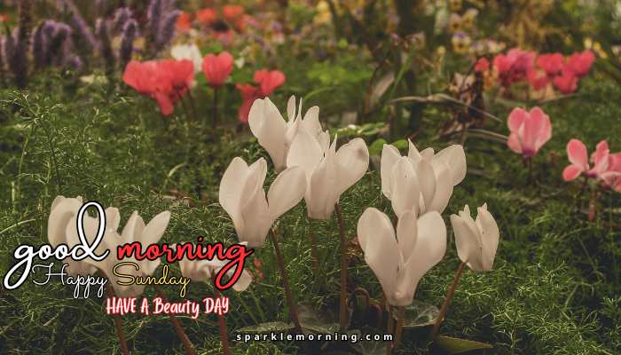 good morning happy sunday images