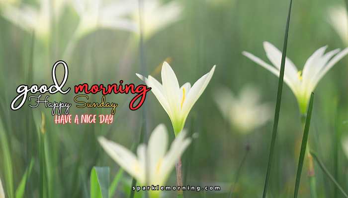 good morning happy sunday images