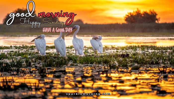 good morning happy sunday images