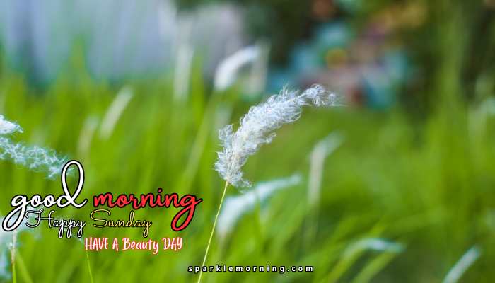 good morning happy sunday images