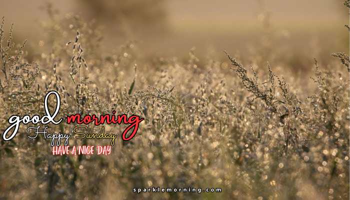 good morning happy sunday images