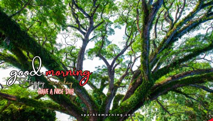 good morning happy sunday images