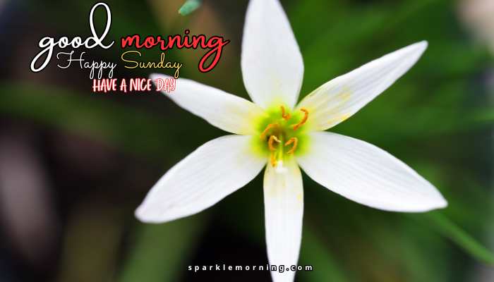 good morning happy sunday images