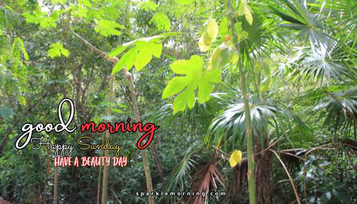 good morning happy sunday images