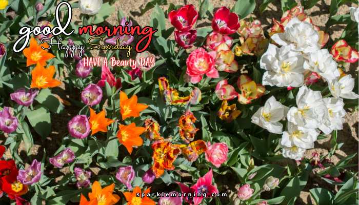 good morning happy sunday images