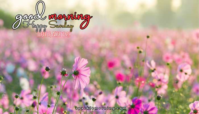 good morning happy sunday images