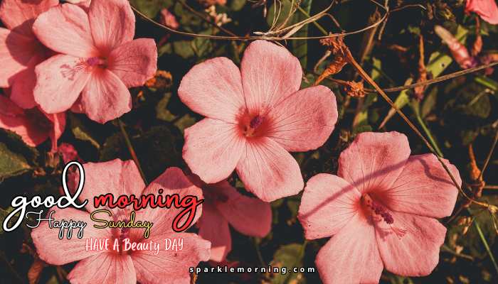 good morning happy sunday images