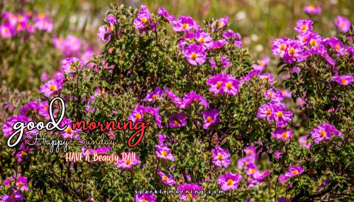 good morning happy sunday images