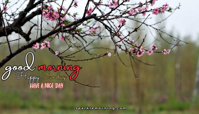 good morning happy sunday images