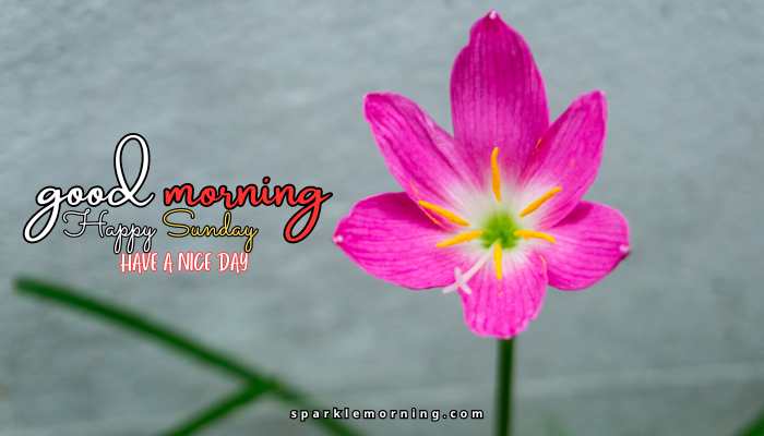 good morning happy sunday images