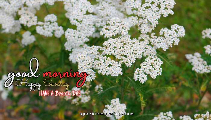 good morning happy sunday images