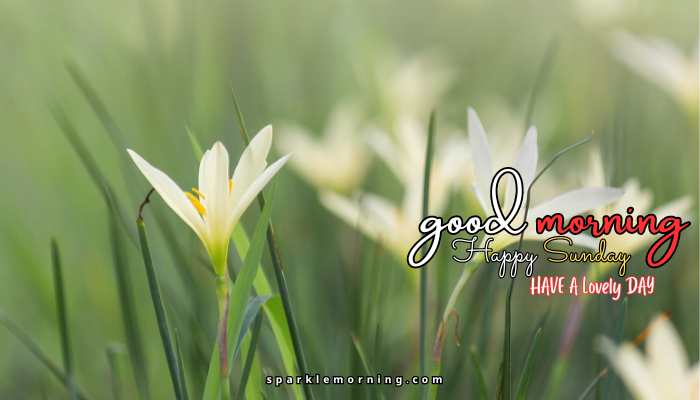 good morning happy sunday images