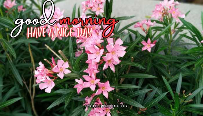 good morning have a nice day images