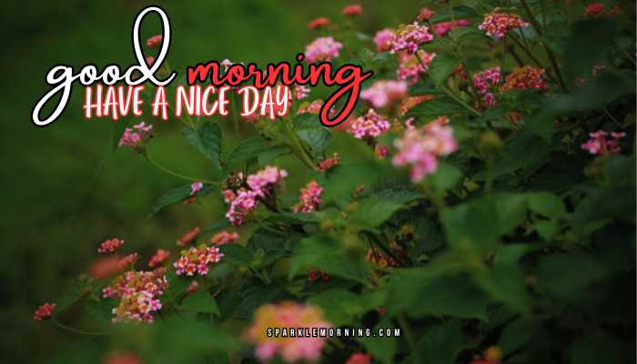 good morning have a nice day images