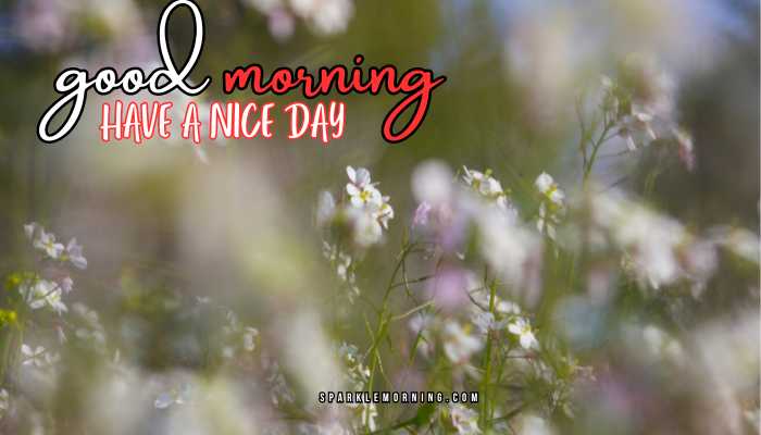 good morning have a nice day images (