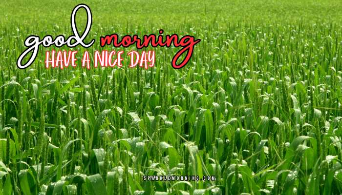 good morning have a nice day images