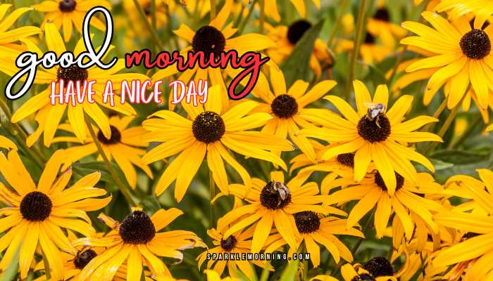 good morning have a nice day images