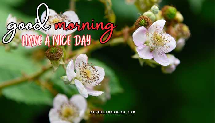 good morning have a nice day images