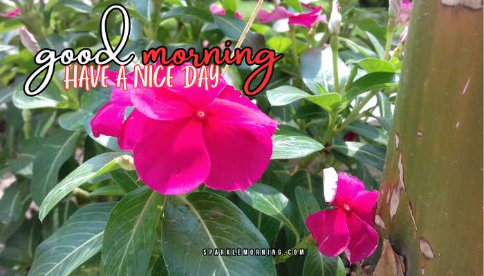 good morning have a nice day images