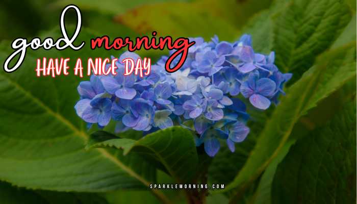 good morning have a nice day images