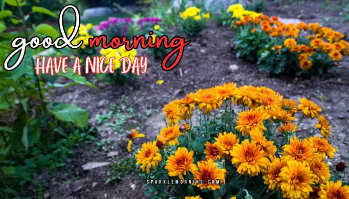 good morning have a nice day images
