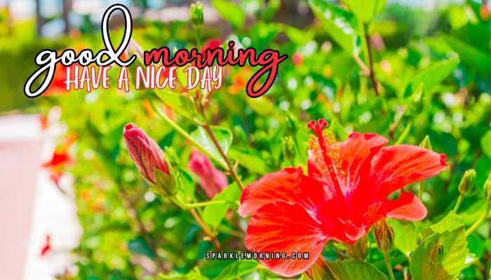 good morning have a nice day images