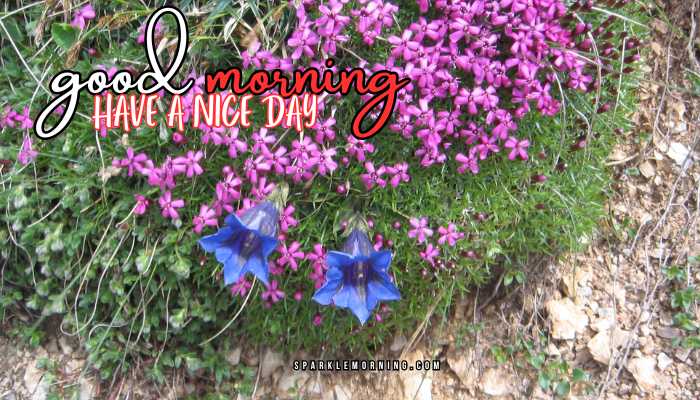 good morning have a nice day images