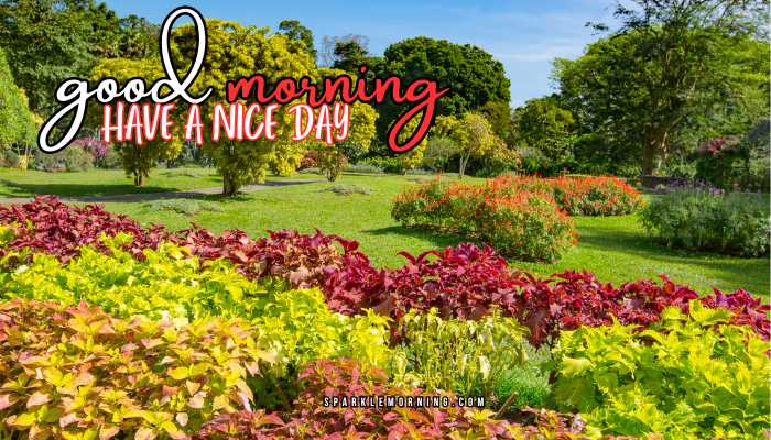 good morning have a nice day images