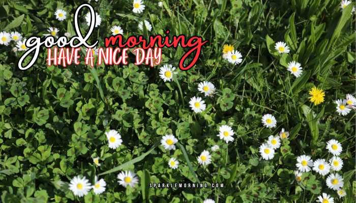 good morning have a nice day images