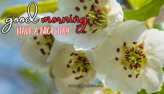 good morning have a nice day images