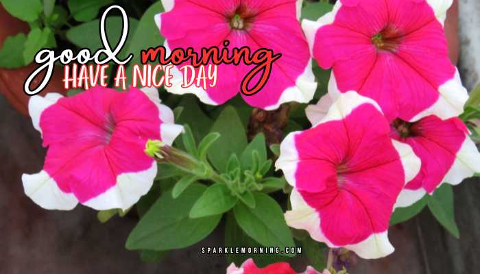 good morning have a nice day images